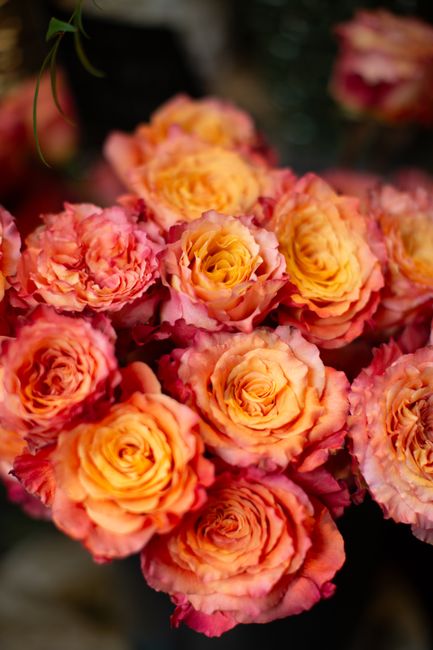 A cluster of peach and pink roses in full bloom, with delicate, softly ruffled petals exhibiting shades of peach, yellow, and pink. The roses are arranged closely together, some with visible green ste