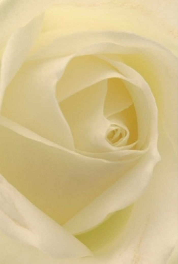 A close-up study of a pristine white rose reflects Lambeth's tranquil character, where natural beauty persists even amid city commotion. The velvety petals are arranged in smooth, graceful spirals, seamlessly blending shades of white and cream under a soft, diffused light. This gentle illumination transmits a peaceful glow through each petal, reminiscent of light streaming through church windows near Waterloo. The flower's near-perfect core-a masterclass in symmetry and resilience-speaks to the purity at the heart of every significant expression. Arranged with the expertise of Lambeth Florist, this bloom is an ideal centerpiece for a wedding in Oval, an earnest apology, or a poignant gesture of remembrance. Subtle shadows and nuanced highlights reveal the exquisite detail of each layer, echoing the thoughtful craftsmanship of local florists who know every corner of Lambeth. The rose's unobtrusive yet fresh scent lingers on, representing a message of sincerity, tranquility, and quiet strength cherished by those who call Lambeth home.